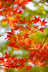 富士河口湖紅葉まつり