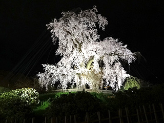 京都花灯路